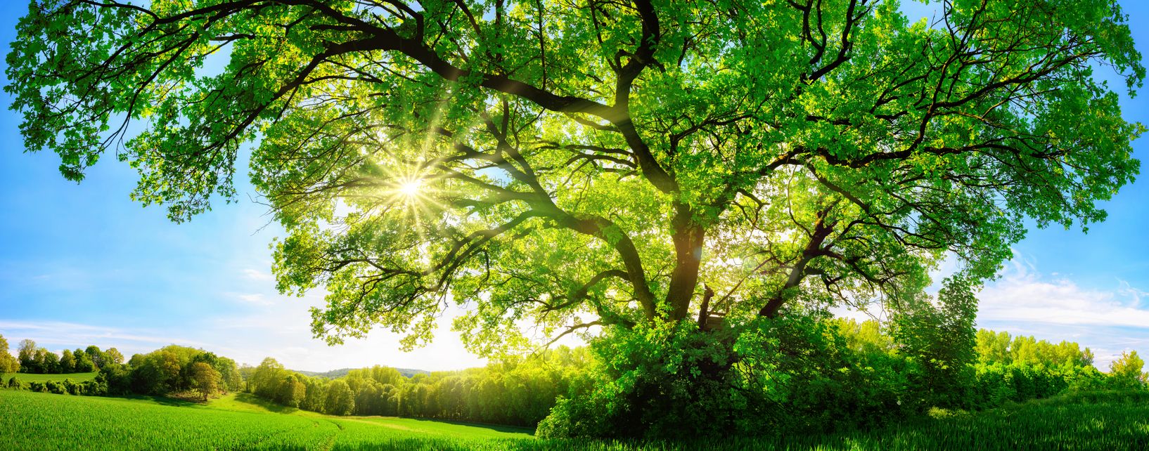 A large green tree with sunlight shining through its leaves